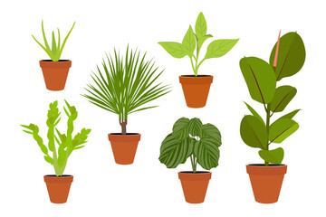 Collection of 6 potted home natural plants for designs, web designs and print