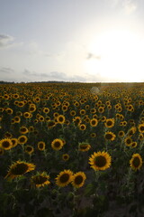 Fototapeta premium sunflower field at sunset