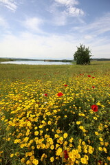 Wild flowers in spring