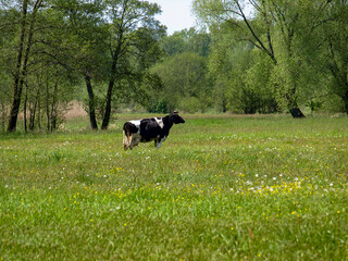 Krowa na łące kwiaty zieleń niebo