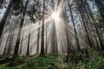 Fototapeta na wymiar Panorama of Czech beautiful misty forest.Magical sun light.Scenic view of fresh green nature with sun rays.Forest landscape,bright sun shining,fantasy wilderness.Calm mystery morning positive energy