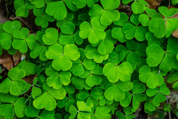 Close up of green fresh bright shamrock leaves. Rural nature view. Spring Holiday floral backdrop. Spring St. Patrick's Day Clovers background. Open composition. Copy space