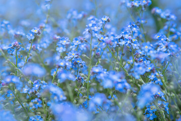 Spring blooming of small blue forget-me-not flowers, blurred background, soft focu (Myosotis sylvatica, arvensis or scorpion grasses). Close-up of forget-me-not flowers