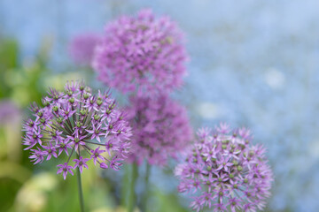 Blooming violet onion plant in garden. Flower decorative onion. Close-up of violet onions flowers on summer field.. Violet allium flower allium giganteum. Beautiful blossoming onions. Garlic flowers