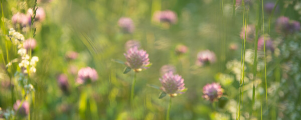 Wild pink clover (Trifolium pratense) in green grass field. Soft focus. Clover flowers field in sunset. Spring or summer nature background with green grass and wildflowers 