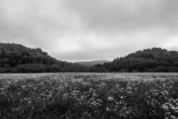 Meadow in between two peaks (Bieszczady PL)