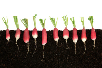 Radish vegetables with roots health food growing in earth concept on white background. Immune...