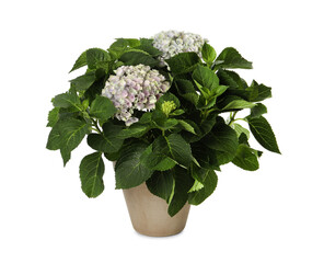 Potted hortensia plant with beautiful flowers isolated on white