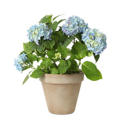 Beautiful potted hortensia plant with light blue flowers isolated on white