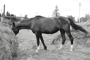 horse in the field