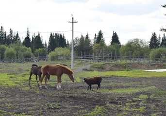 horses in the meadow