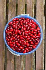 Bucket full of freshly harvested dogwood on wooden background