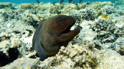 Moray eels, Pisces - type bone fish Osteichthyes, Moray eels (Muraenidae), Giant moray eels.