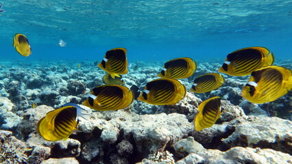 Beautiful fish on the Red Sea reef. © Vitalii6447