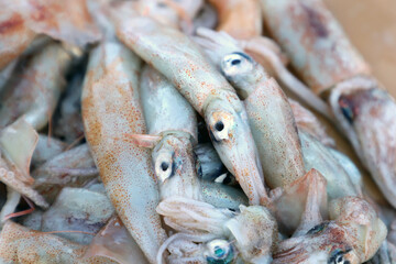 Fresh squid in close up shot. Top view of fresh squids are on the ground.