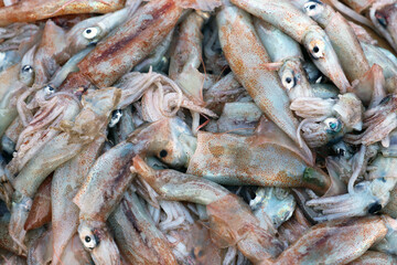 Fototapeta premium Fresh squid in close up shot. Top view of fresh squids are on the ground.