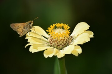butterfly on flower