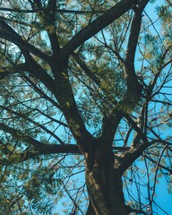 perspective below a tree with blue sky behind