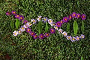 DNA symbol made of purple Aster flowers on grass background. Stylized image of Deoxyribonucleic...