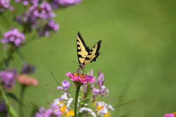 Fototapeta na wymiar butterfly on a flower in garden