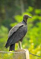 vulture in profile on a fence with green forest in the background