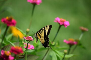 butterfly on a flower