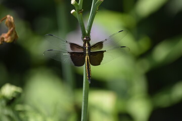 Dragonfly on stem