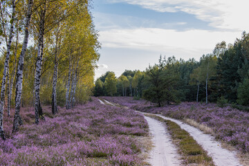 Road through the moor