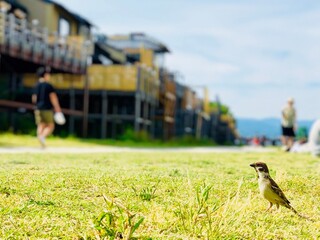 京都の鴨川で撮った一枚です