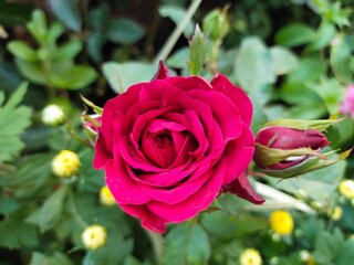 pink roses in garden