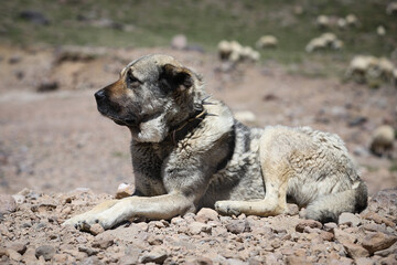 Kangal Shepherd Dog on duty