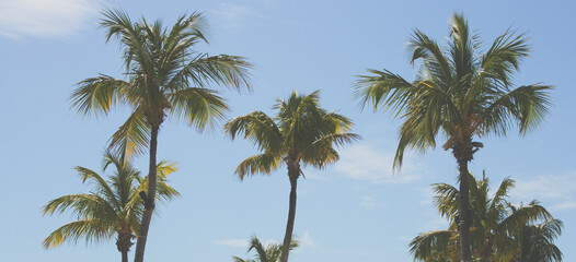Fototapeta na wymiar palm trees in key largo florida 
