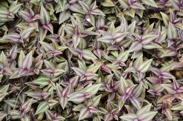 Tradescantia zebrina plant in nature garden