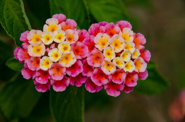 pink and yellow lantana