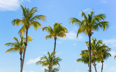 Fototapeta na wymiar palm trees in key largo florida 