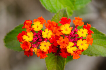 orange and yellow lantana