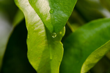 leaf with drops