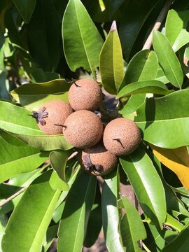 fresh manilkara zapota fruit in nature garden