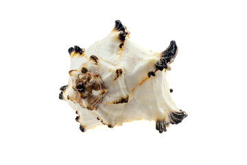 shells of a sea snail on a white isolated background