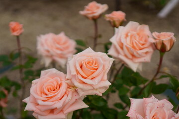 オレンジ色の典型的なバラ