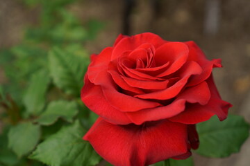 赤いバラの花のクローズアップ