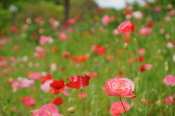 咲き乱れるポピーの花