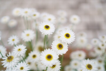 庭に咲く白いハナカンザシの花