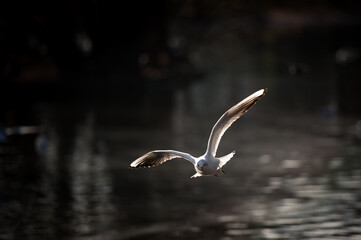 Fototapeta premium Birds on the shore of the pond in the city park