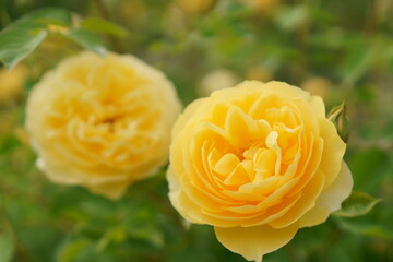 黄色いバラの花のクローズアップ