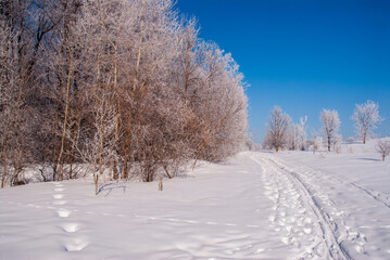 Cold winter scene in Ottawa along a ski trail, following a fresh snow fall with the branches of the trees coated by fresh snow.   The sky is a light blew with no clouds during a cold fresh morning.