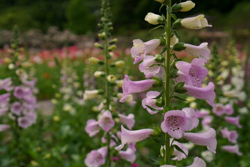 ジキタリスの花畑