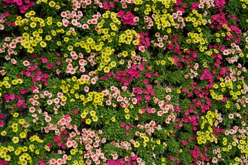 カラフルな花の壁