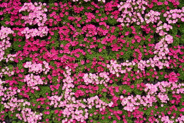 ピンクと赤の花の壁