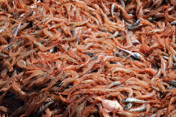 Shrimps freshly caught from the sea are being prepared for sale in the market.